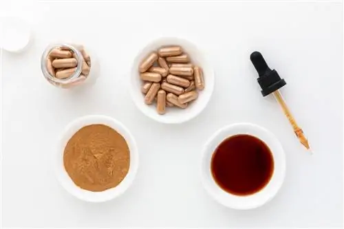 Что такое Катуаба?