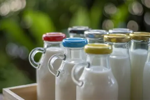 Новое исследование ставит под сомнение важность молочных продуктов для женщин в период менопаузы