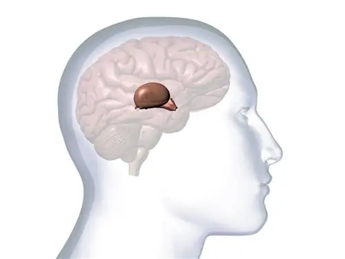 Профиль мужской головы с анатомией таламуса, гипоталамуса и шишковидной железы