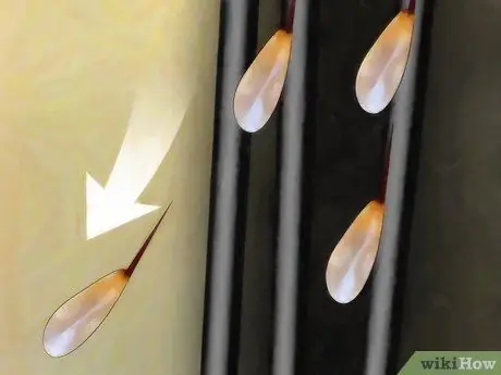 Лечить головных вшей уксусом Шаг 1