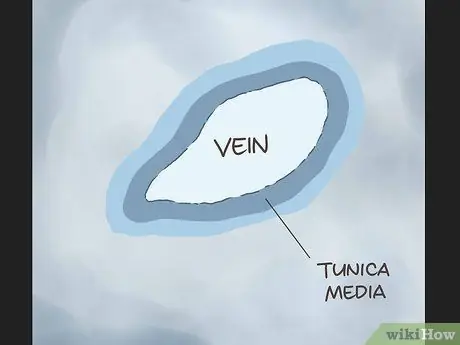 Определите разницу между артериями и венами Шаг 12