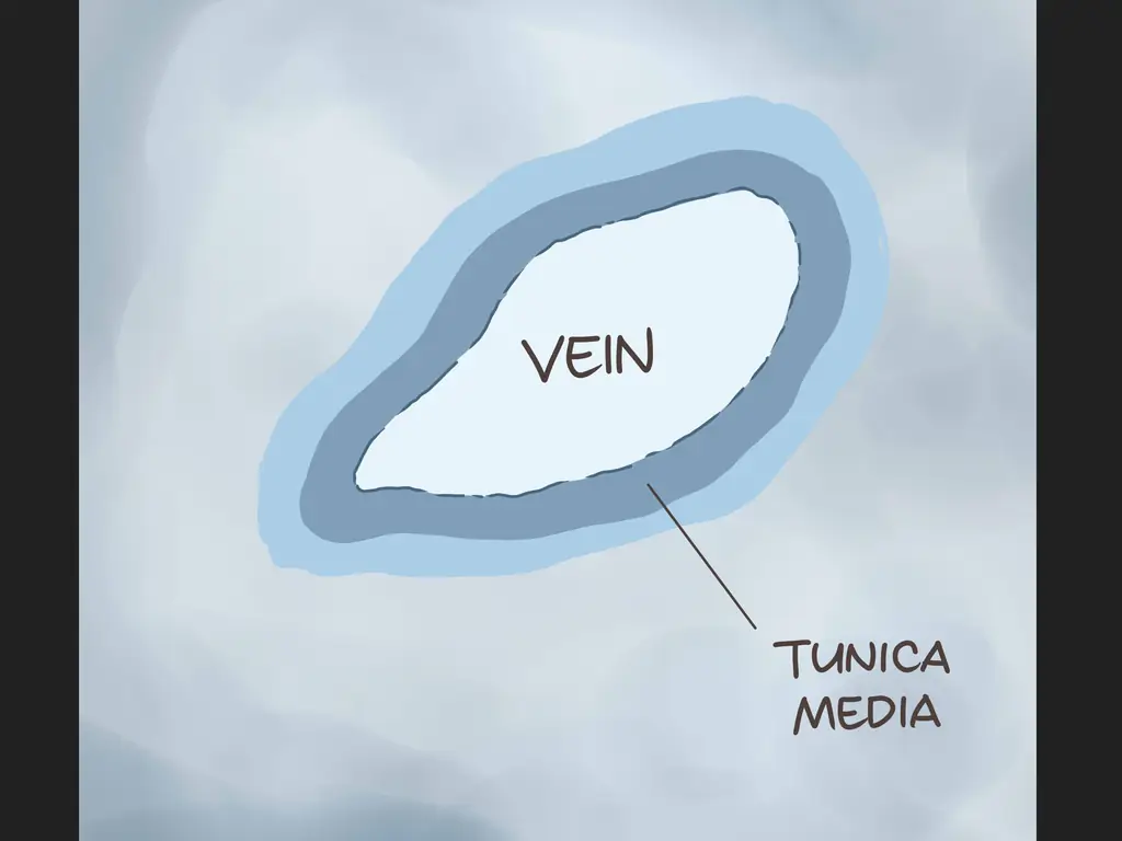Знаете ли вы разницу между артериями и венами? Узнайте здесь