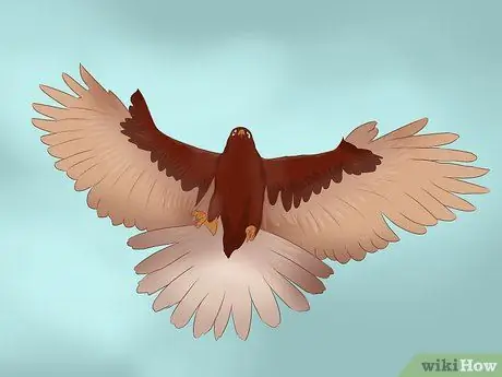 Преодолей страх птиц Шаг 3