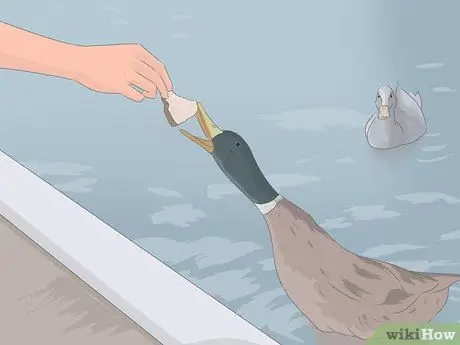 Преодолей страх птиц Шаг 9