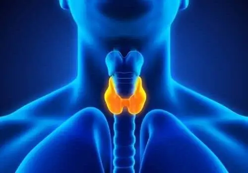 Щитовидная железа и гипотиреоз