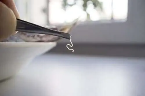 Узнайте о самых распространенных паразитах в продуктах питания