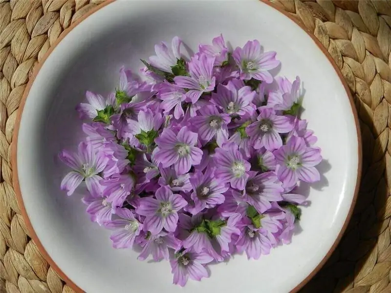 Симптомы бронхита: мальва