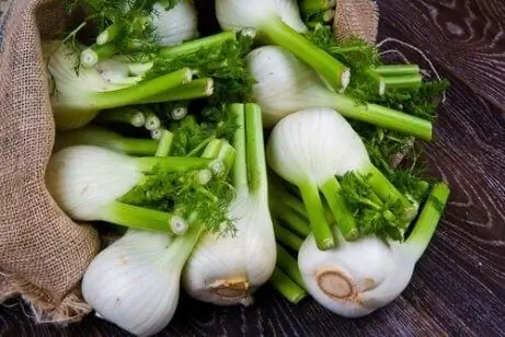 Чай из луковиц фенхеля