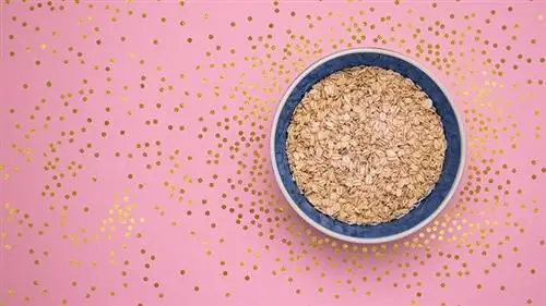 миска овсянки миска овсянки