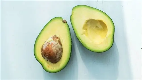 авокадо