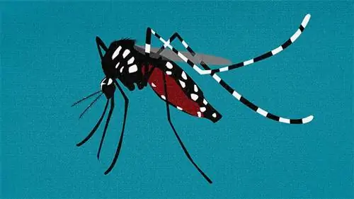 Редкая, но смертельная болезнь, переносимая комарами, растет