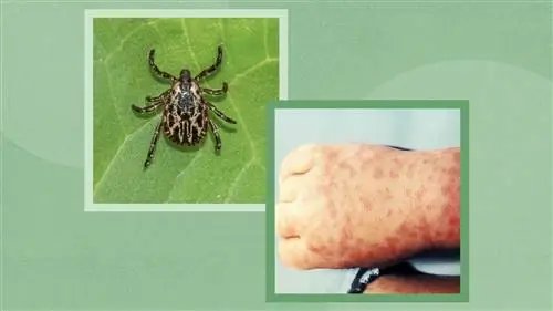 Американские собачьи клещи и пятнистая лихорадка Скалистых гор