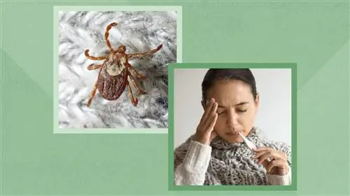 Лесные клещи Скалистых гор и клещевая лихорадка Колорадо