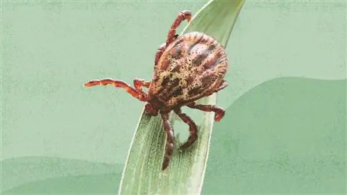 Как от клещей можно заболеть