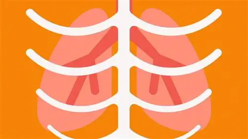 иллюстрация легких и ребер