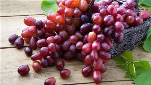 красный виноград, который может помочь предотвратить распространение рака