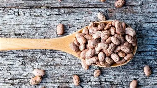 сушеные бобы, которые могут снизить риск рака