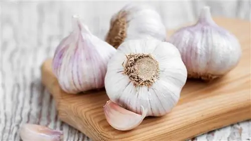 головки чеснока, который является пищей, которая может помочь предотвратить рак