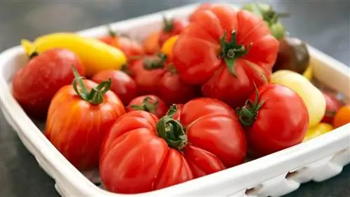 миска помидоров, которые могут помочь предотвратить рак