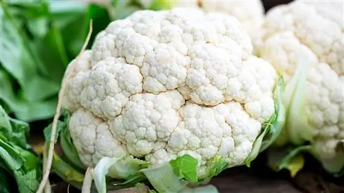 головка цветной капусты, которая может помочь предотвратить рак