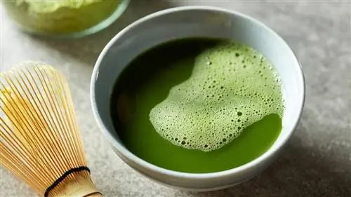 чашка зеленого чая, который может помочь предотвратить рак