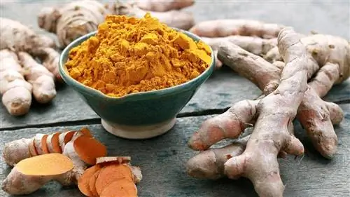 миска порошка куркумы, который может снизить риск рака