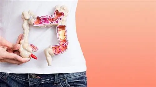 модель кишечного тракта