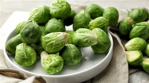 брюссельская капуста