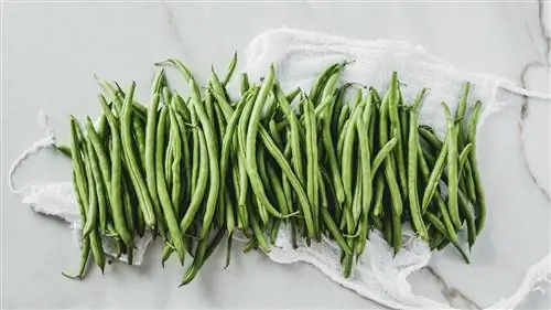 зеленая фасоль