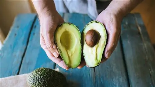 пожилой мужчина готовит авокадо
