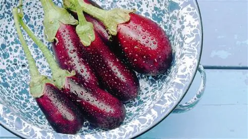 CS-Foods-to-Eat-or-Avoid-for-Psoriatic-Arthritis-16-Eggplant- alt-1440x810 CS-Foods-to-Eat-or-Avoid-for-Psoriatic-Arthritis-16-Eggplant- alt-1440x810