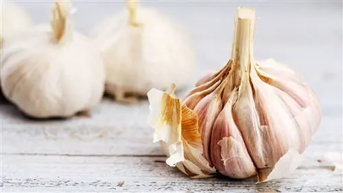 CS-Foods-to-Eat-or-Avoid-for-Psoriatic-Arthritis-08-Garlic- alt-1440x810 CS-Foods-to-Eat-or-Avoid-for-Psoriatic-Arthritis-08-Garlic- alt-1440x810