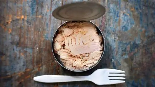 Употребление рыбы при диабете: консервированный тунец и лосось для вашего бюджета