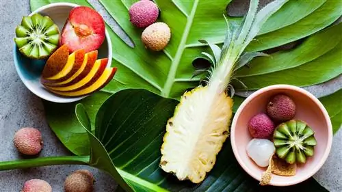 фото различных тропических фруктов