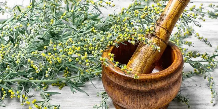 Куст полыни лежит рядом с минометом Куст полыни лежит рядом с минометом