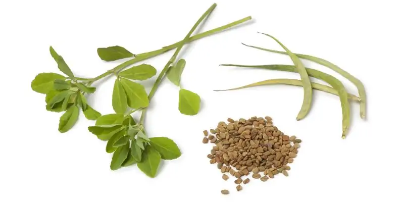 Пажитник - семена, чай и специи