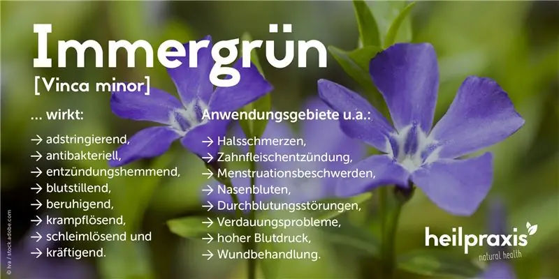 Обзор эффектов растения Vinca minor (барвинок)