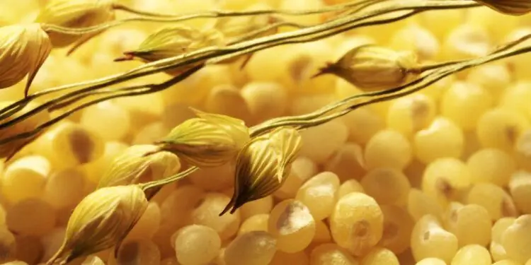 золотое просо