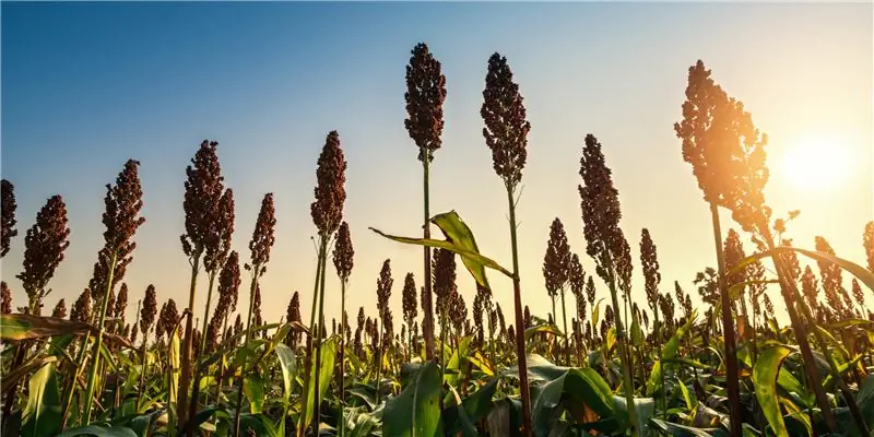 Просо - ингредиенты, применение и приготовление