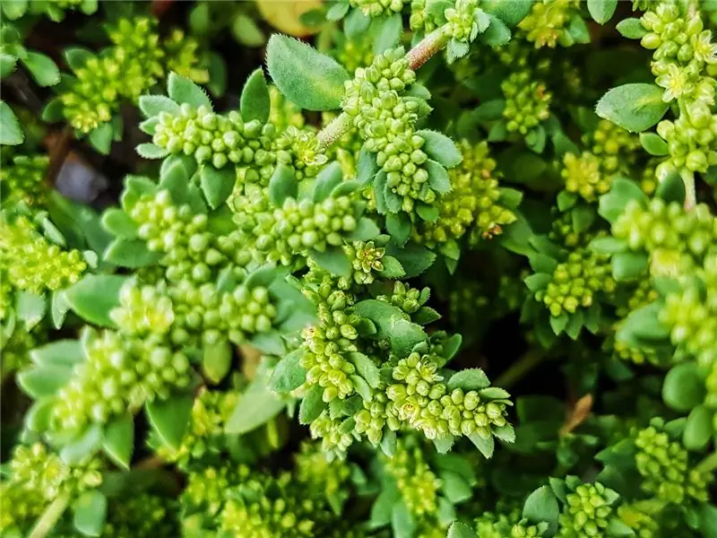 Брухкраут – ингредиенты и области применения