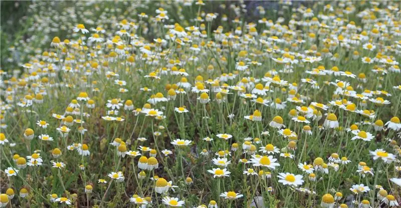Ромашка – Настоящая ромашка и ромашковый чай