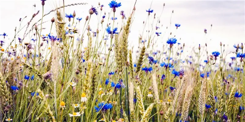 Цветы сена - композиция, эффекты и применение