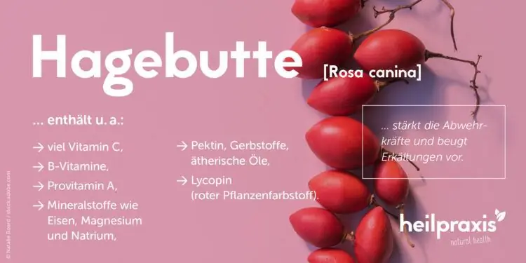 Графика ингредиентов шиповника