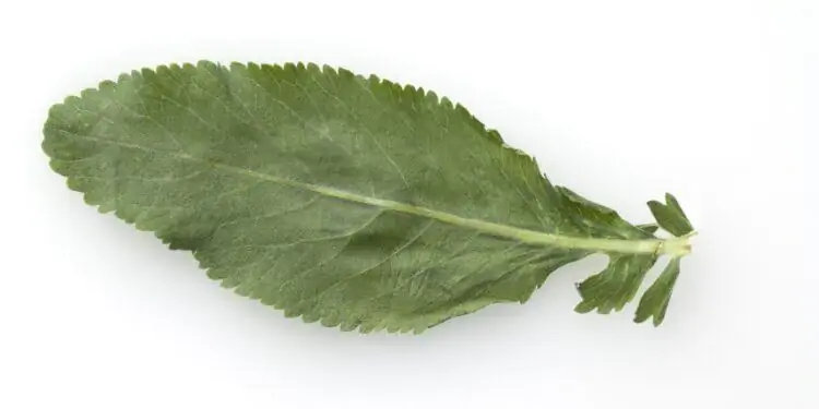 Лист женской мяты