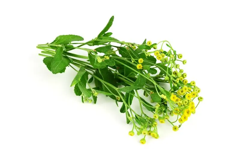 Божья мята (Tanacetum balsamita)