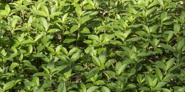 Лесная ртуть