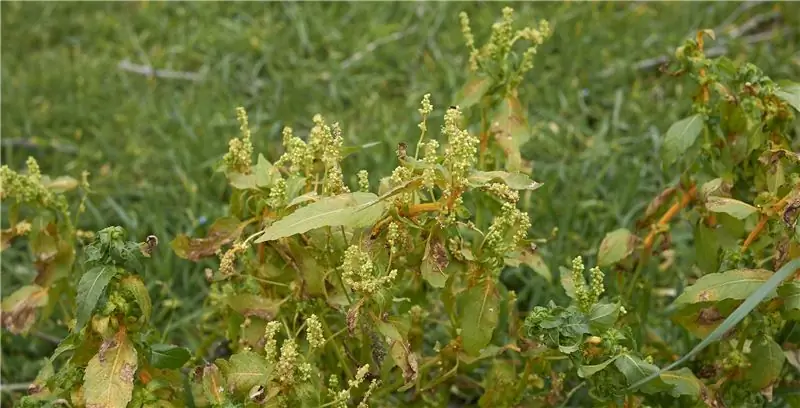 Собачья ртуть – садовая ртуть: применение, ботаника и история