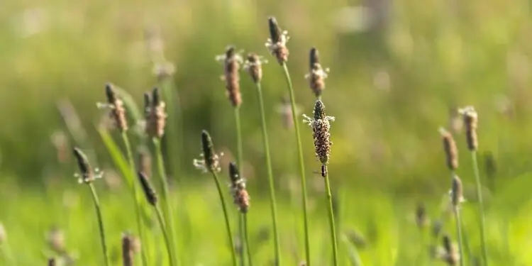 Подорожник на лугу