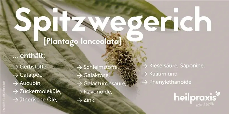 Подорожник - Приложения, эффекты и производство