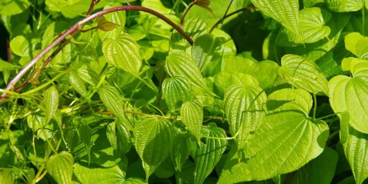 листья ямса